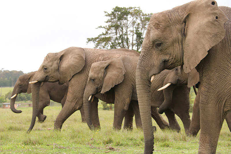 Does your business attract mice or elephants? Part three.