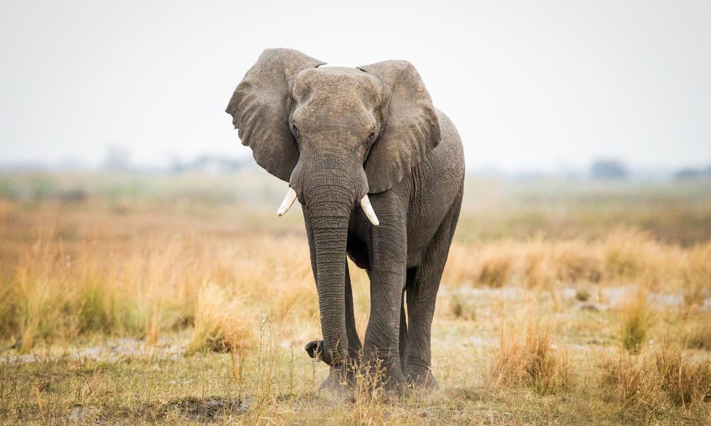Does your business attract mice or elephants? Part two.